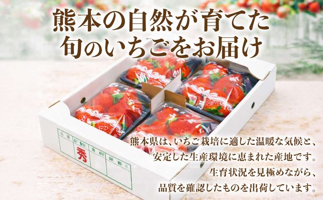 【先行予約】 いちご 約1kg（約250g×4パック） イチゴ 苺 果物 くだもの フルーツ 旬 ジャム スムージー スイーツ 熊本県 八代市 【2027年1月上旬より順次発送】