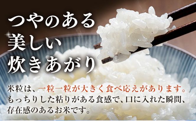 米 お米 白米 こめ 令和6年産 和歌山県 日高町産 にじのきらめき 5kg 10kg 《60日以内に出荷予定(土日祝除く)》 和歌山県 日高町 コメ お米 ご飯 ごはん---wfn_wlocal1_60d_24_12000_5kg---