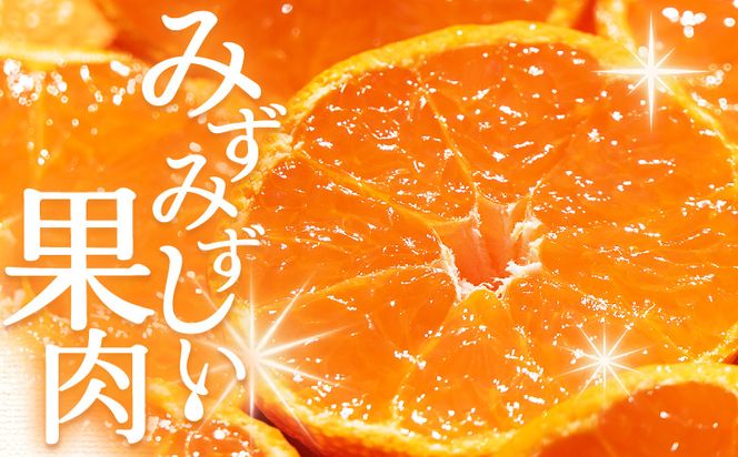 みかん 【2026年10月下旬発送】露地みかん(2S～Mサイズ) 3kg 家庭用 （傷み補償分 ＋約100g） - 果物 くだもの フルーツ 果実 柑橘 かんきつ 蜜柑 みかん om-0001