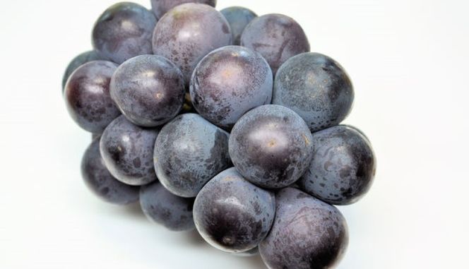 ぶどう 2026年 先行予約 オーロラブラック 2房 (約1.1kg) 化粧箱入り