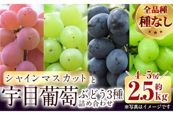 ＜先行予約受付中！2026年9月以降順次発送予定＞宇目葡萄 3種詰め合わせ＋シャインマスカット入り(合計2.5kg・4～5房) ピオーネ 安芸クイーン ハニービーナス ぶどう 種なし 大分県 佐伯市【AY72】【さいき農林公社】