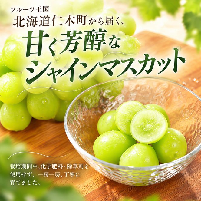 【2026年産】北海道 仁木町産 シャインマスカット 粒 500g (250g×2) 化学肥料・除草剤不使用 ぶどう フルーツ 果物 くだもの [Farm Watanabe]