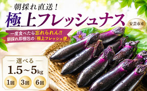 【先行受付】なす 選べる 1.5kg 3kg 5kg 3回定期便 6回定期便 約15本 ～ 50本 朝採れ 農家直送 新鮮 旬 野菜 やさい 茄子 ナス なすび 先行予約 期間限定 季節 料理 ごはん 高知県 特産品 優秀賞 天敵農法 自家製肥料 環境制御 お竜 焼きなす 揚げ浸し nasu 煮びたし カレー なす パスタ たたき こたにん農園 安芸市 高知県