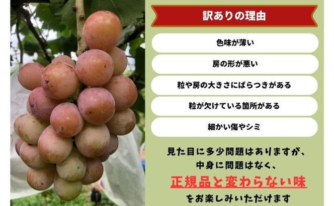 訳あり クイーンニーナ 2～3房 合計1.1kg以上 産地直送 朝採れ ぶどう 葡萄 岡山 Kawahara green Farm 岡山県産 2026年