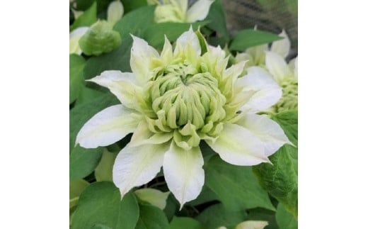 【先行予約】【長谷川園芸】オリジナル クレマチス「花園」５寸 【母の日 ギフト プレゼント 贈答 花のある生活】(AT212)