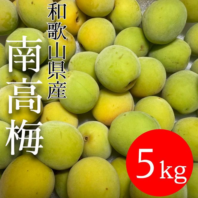 青梅 南高梅 5kg DJ072