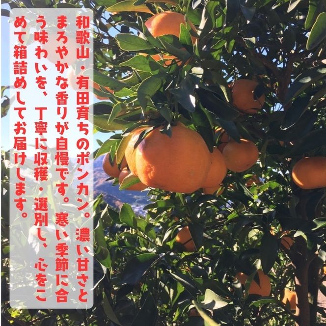 【先行予約】極甘 柑橘有田育ちの 濃厚 ポンカン（家庭用）10kg+200g(痛み補償分) ※2027年1月上旬～3月上旬に順次発送 ※着日指定不可【ard247A】