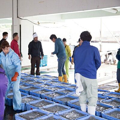 C6037n_まるとも海産【冷凍】茹でたて 釜揚げしらす 1kg 箱入り 紀州湯浅湾 直送！