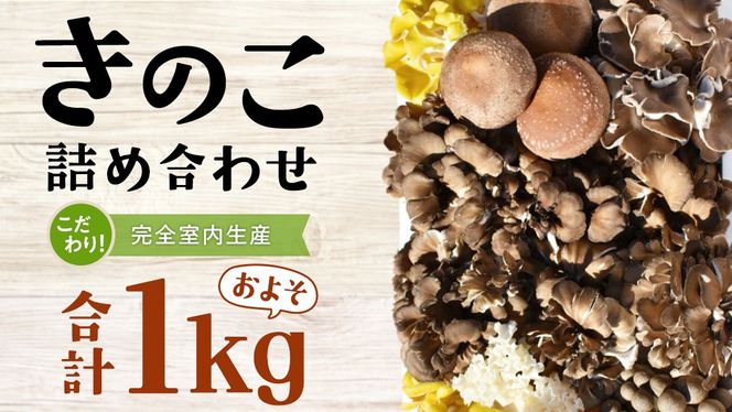 y錧vsẑ  lߍ킹 STCY ( 1kg ) i錧ʕԗiF闢j LmR Zbg  J[ _CGbg fgbNX oGeB Zbg VN [DY001us]