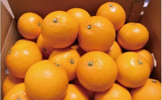 ＼ みかんの名産地 和歌山県産／ 農家直送 完熟清見オレンジ 5kg (M～２Lサイズおまかせ) ひとつひとつ手選別で厳選【2026年3月中旬～4月下旬ごろに順次発送予定】【hdm003A】