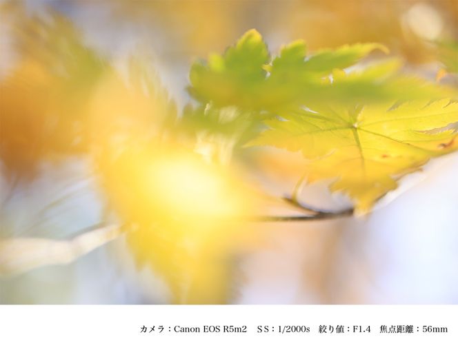 SIGMA 56mm F1.4 DC DN | Contemporary【キヤノンRFマウント】（数量限定）