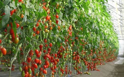 香TOMATO＆ドライトマト<OGAWA　FARM>