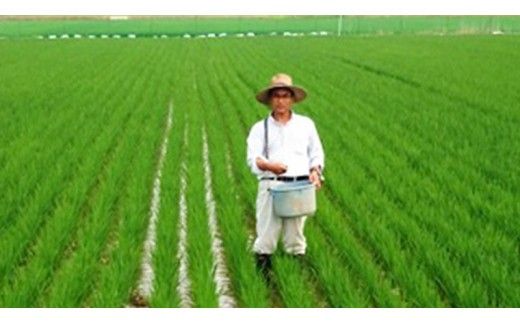 愛がも米 「 コシヒカリ 」 5kg ( 玄米 ) 米 コメ こめ こしひかり 令和7年産 除草剤不使用 農薬不使用 化学肥料不使用 [AI004ci]