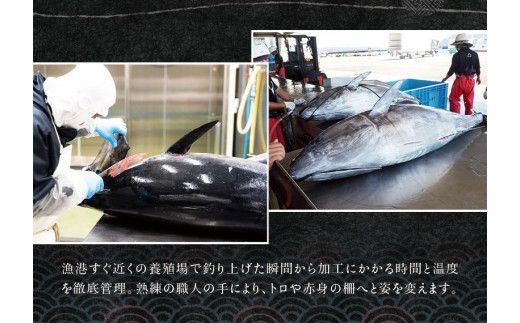 本マグロ（養殖）トロ＆赤身セット 500g 【11月発送】【配達日指定不可】高級 クロマグロ  中トロ 中とろ 大トロ 大とろ まぐろ マグロ 鮪 赤身 柵 じゃばらまぐろ 本マグロ 本鮪 【nks110D-11】