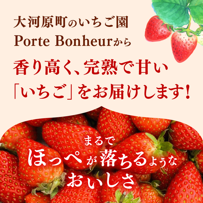 大河原町のいちご 完熟いちご 2パック 果物 フルーツ 苺 紅ほっぺ かおり みずみずしい ジューシー 期間限定 季節限定 家庭用