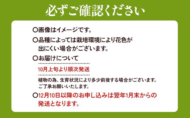 【期間限定】ユリ球根 カラフルすかしユリセット5色20球 花 フラワー 園芸 ガーデニング 植物 高品質 送料無料