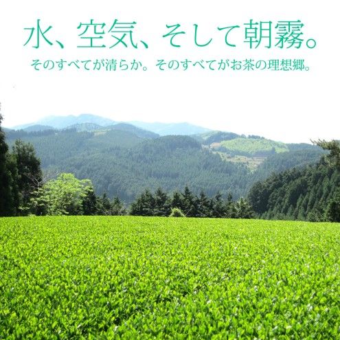 お茶 煎茶 八女茶 100g×1袋 奥八女 星野村 高級 深蒸し 茶 星野茶 緑茶 
