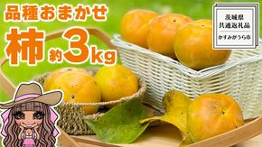 【 先行予約 】 品種おまかせ 採れたて天使の 甘柿 約 3kg（ 茨城県共通返礼品：かすみがうら市 ） 【 2026年10月頃発送 】 フルーツ かき カキ 果物 旬 新鮮 期間限定 甘い 国産