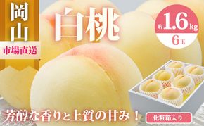 桃 2026年 先行予約 岡山 白桃 6玉（合計1.6kg以上）化粧箱入り もも モモ 岡山県産 国産 フルーツ 果物 ギフト 
