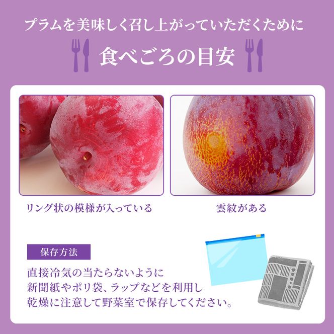【2026年発送】志賀高原の麓で育った プラム 太陽 約1.4kg(12～13玉) お届け日時指定不可 すもも フルーツ 果物 長野