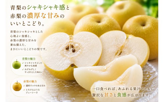 【先行予約】鳥取県産 新甘泉 梨 4Lサイズ 6玉 大玉  しんかんせん なし フルーツ 果物 鳥取オリジナル 312011_GN004