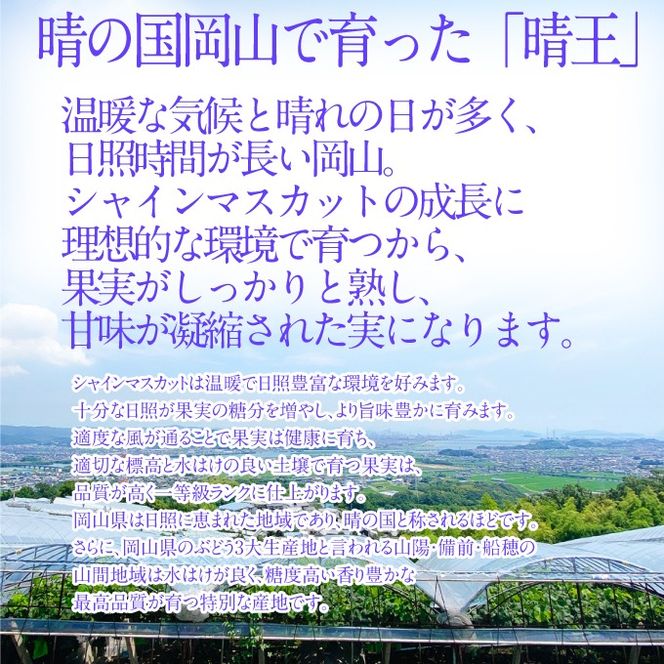 2026年予約受付中 シャインマスカット晴王2房 約1.4kg 7月～8月出荷 人気 岡山県産 種無し 皮ごと食べる みずみずしい フレッシュ 晴れの国 おかやま 果物大国 ハレノフルーツ