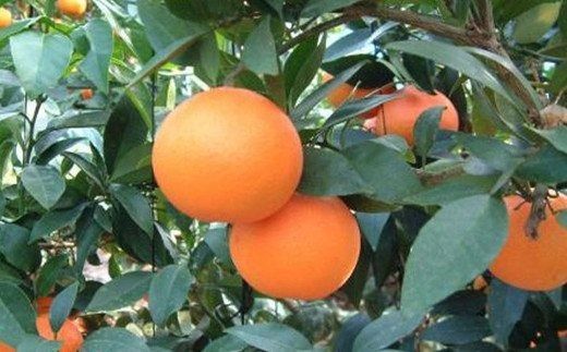 【先行予約】【数量限定】あいか（生果5kg）※離島への配送不可（2025年12月上旬より順次発送予定） IKTBD005