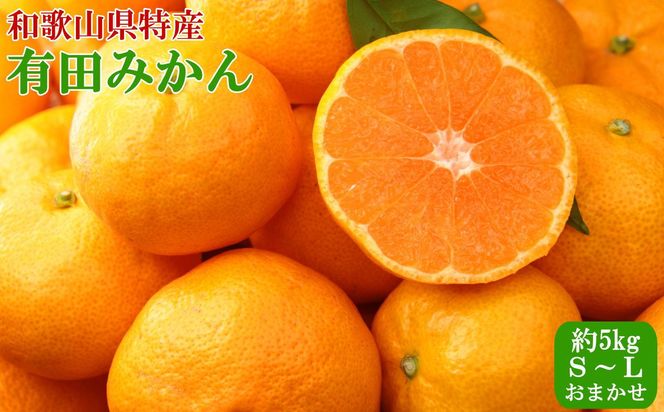 【定期便全3回】産直・和歌山フルーツ定期便（桃・ピオーネ・有田みかん）【tkb413】