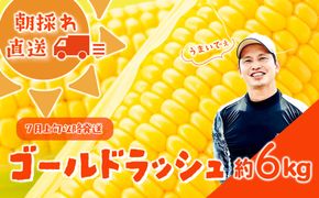【 先行予約 2026年7月上旬以降発送 】【農家直送】 朝採り トウモロコシ （ ゴールドラッシュ ）1箱 約 6㎏ とうもろこし スイートコーン 産地直送 期間限定 甘い [SF018ya]