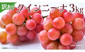 【 訳あり 】 クインニーナ 3kg 【2026年9月発送開始】(茨城県共通返礼品：大子町) ぶどう 葡萄 ブドウ 果物 フルーツ 果実 ワケあり ご自宅用 ご家庭用 自分用
