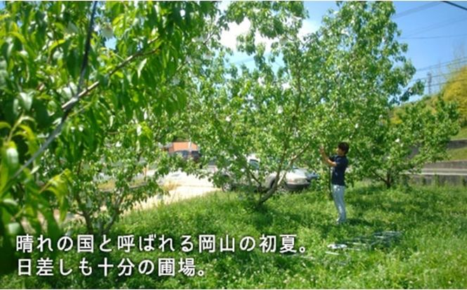 桃 2026年 先行予約 桃 早生種 約900g 3～4玉 もも モモ 岡山県産 国産 フルーツ 果物 ギフト
