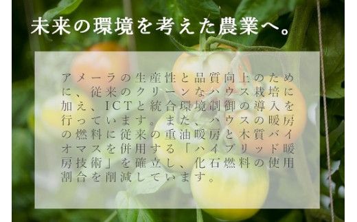 B51アメーラルビンズ＆ルビンズゴールド　5パック入り