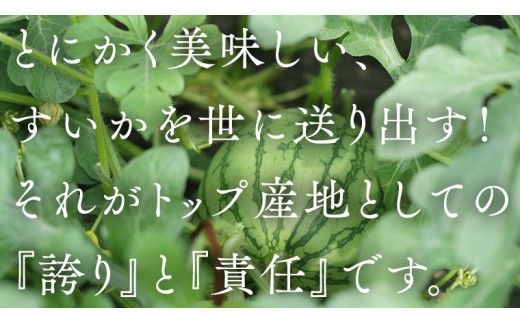 【 JA北つくば 】 極シャリ食感 ！ こだますいか 「 ピノ・ガール 」 4～5玉 2026年産 小玉すいか 小玉 すいか スイカ 果物 フルーツ ピノガール 西瓜 くだもの デザート 茨城 [AE019ci]