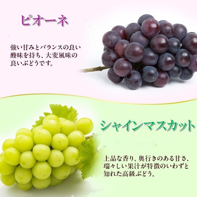 2027年 早期受付【高島屋選定品】シャインマスカット＆ピオーネ詰合せ 約1.1kg（2房合計） 岡山県高梁市産 個装箱入り 葡萄 ブドウ 贈り物