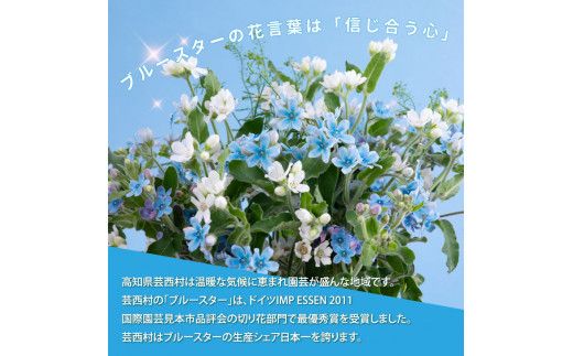 【CF-R7hbk】JJM002　《先行予約》芸西村特産ブルースター花束（約30本程度の花束）