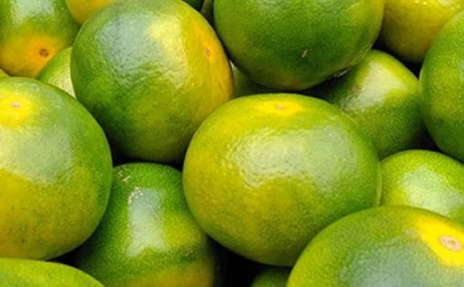 福岡限定 オリジナルブランド みかん「早味かん」約2kg【配送不可：離島】 果物類 柑橘類 フルーツ 