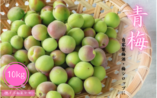 青梅 10kg Mサイズ以上のサイズおまかせ / 梅酒 梅ジュース 梅 和歌山 梅干し 梅シロップ 和歌山県産※2026年6月下旬～7月上旬に順次発送 ※北海道・沖縄・離島への配送不可【frt508-r-10】