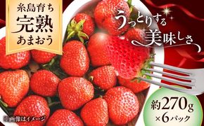 【先行予約】福岡県 糸島市産 完熟 あまおう いちご （約270g×6パック） 【2026年4月以降順次発送】 糸島市 / mhshops / 苺 イチゴ[AKQ003]