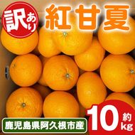 ＜先行予約受付中！2026年2月上旬以降順次発送予定＞訳あり！紅甘夏(10kg) 国産 紅甘夏 柑橘 果物 フルーツ デザート 果実 期間限定 数量限定【古田果樹園】akn093-04