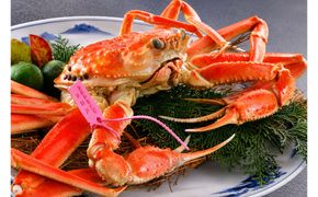 【山陰日本海産】釜茹で松葉ガニ（冷凍） 2杯 各500〜600g お試し・少量贅沢｜北畿水産 カニ 蟹 松葉蟹 松葉ガニ 京丹後 ふるさと納税 蟹 カニ 茹で蟹　HK00276