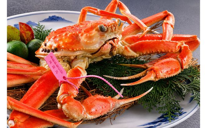 【山陰日本海産】釜茹で松葉ガニ（冷凍） 2杯 各500〜600g お試し・少量贅沢｜北畿水産 カニ 蟹 松葉蟹 松葉ガニ 京丹後 ふるさと納税 蟹 カニ 茹で蟹　HK00276