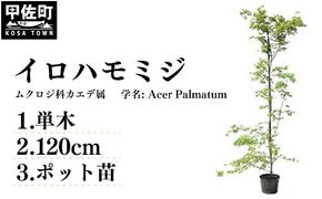 イロハモミジ（伊呂波紅葉）苗木 単木 樹高1.2m前後 ポット苗 シンボルツリー 落葉樹 植木 庭木