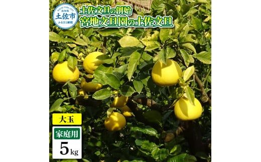 【先行予約】土佐文旦の創始 宮地文旦園の土佐文旦 家庭用3L 大玉 約5キロ 7～9個入り 5kg〈2027年3月上旬～4月下旬〉 ぶんたん ブンタン フルーツ 柑橘 みかん 果物 くだもの 柑橘類 デザート プレゼント ギフト 高知県 土佐市【宮地文旦園】[BQBP004]