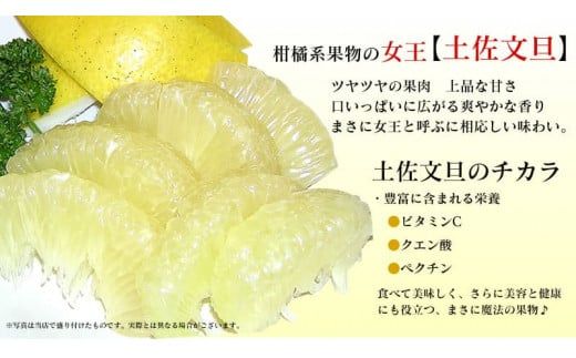【先行予約】“高知県産”ワケあり土佐文旦（※シミ・キズあり）3kg・サイズおまかせ