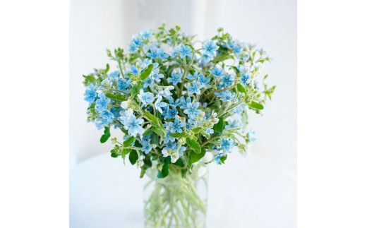 【CF-R7hbk】t178tmf　《3ヵ月定期便》 ブルースター 花束 初回花瓶付 定期便 定期コース 全3回 延命剤付き ラッピング 花びん 生花 花束 ブーケ 花 お花 可愛い キレイ おしゃれ 供花 お供え ギフト プレゼント
