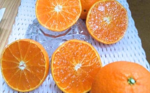 【先行予約】【数量限定】【訳あり】＼農園直送／愛媛県産愛果48号 約4kg（2026年2月下旬より順次発送） IKTV013