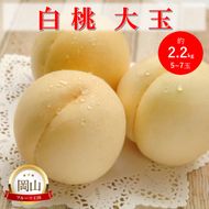 2026年 早期受付 岡山県産 白桃 大玉 (約2.2kg) 5～7玉 桃 もも 果物 フルーツ