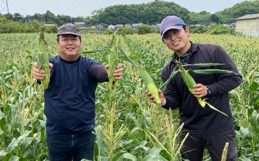 【先行受付】 とうもろこし ピュアホワイト 約4kg （11～16本） トウモロコシ 白いとうもろこし 白いスイートコーン コーン 野菜 【2027年6月上旬から6月下旬発送予定】