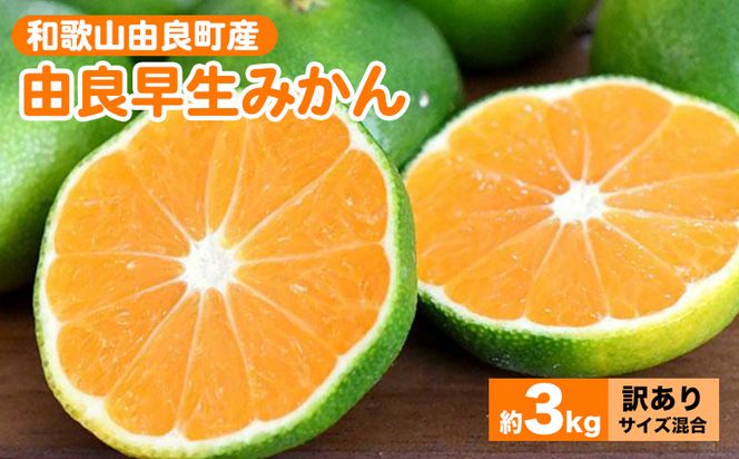 和歌山由良町産 由良早生みかん 約3kg 訳あり キズ 御家庭用 サイズ混合 ※2026年10月～発送