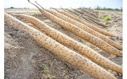 753.【ご自宅用】鳥取特産品　砂丘ながいも（カット）3kg 313726_BR001